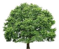 Shreveport Tree Service Pros image 4